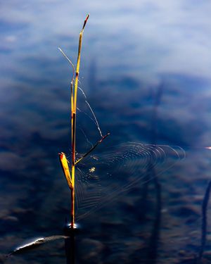 Image post by @cristan.nature.photography on Instagram