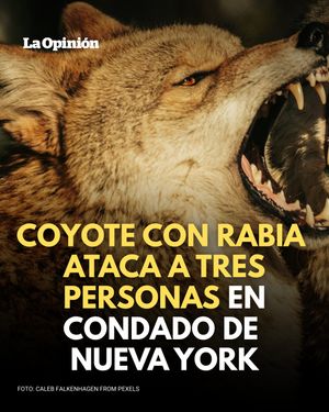 Image post by @eldiariony on Instagram