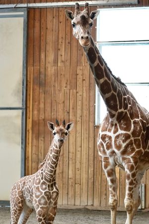 Image post by @detroitzoo on Instagram