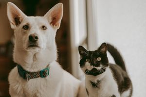 Image post by @evolvepetfood on Instagram