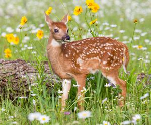 Image post by @AnimalPlanet on Twitter