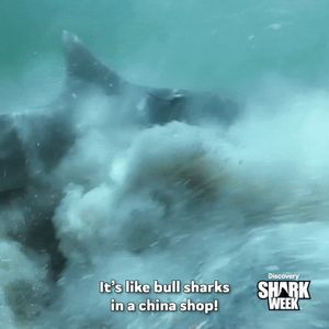 Video post by @SharkWeek on Twitter