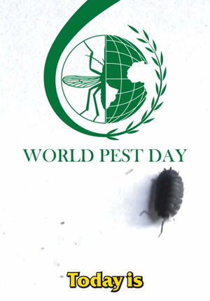 Video post by @bugbustersusa on TikTok