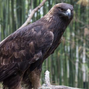 Image post by @bhamzoo on Instagram
