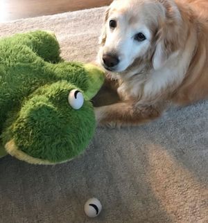 Image post by @originalpillowpets on Instagram