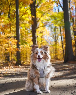 Image post by @maple_the_mini_ on Instagram