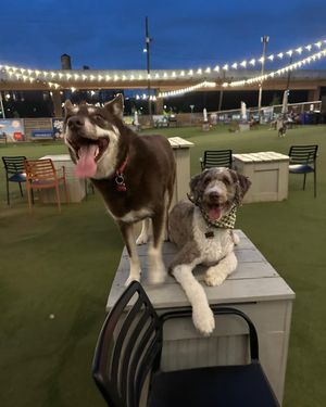 Image post by @floofy.coopy.doodle on Instagram