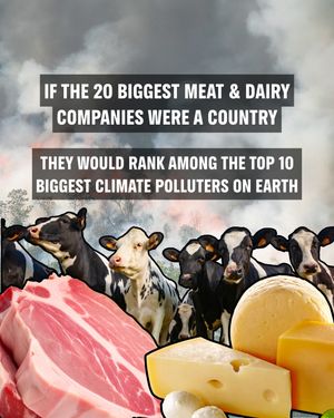 Image post by @greenpeace on Instagram