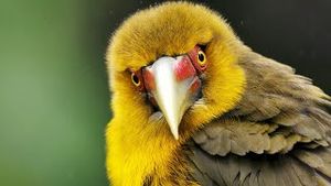 Video post by @bbcearth on YouTube