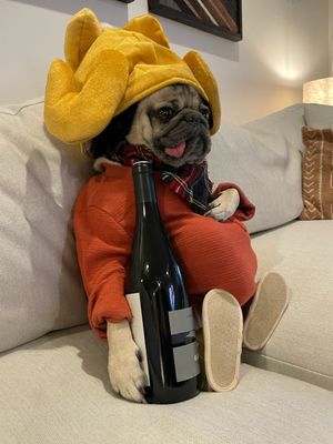 Video post by @dougthepug on TikTok