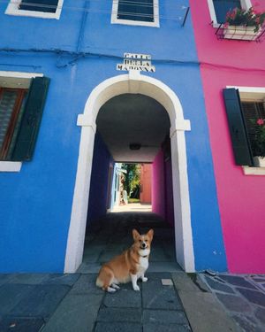 Image post by @ziggy_thecorg on Instagram