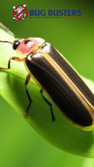 Video post by @bugbustersusa on TikTok
