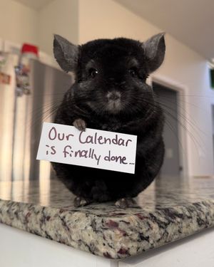 Image post by @chinpals on Instagram