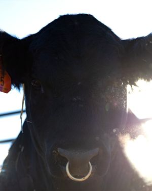 Image post by @nationalwestern on Instagram