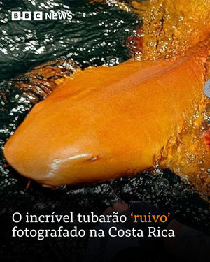 Image post by @bbcbrasil on Instagram