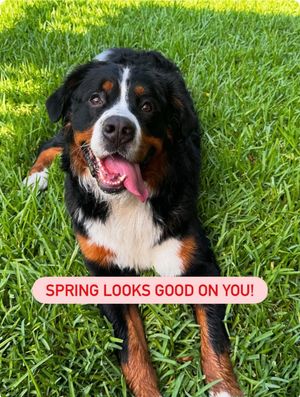 Image post by @petsmart on Instagram