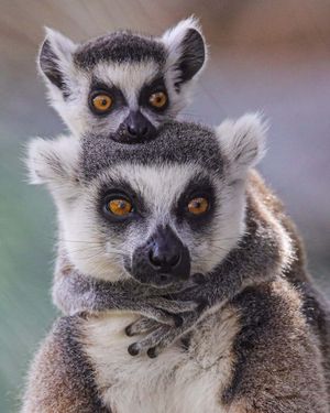 Image post by @sandiegozoo on Instagram