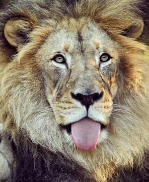 Image post by @sandiegozoo on Instagram
