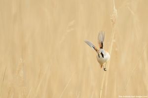 Image post by @rspb on Instagram