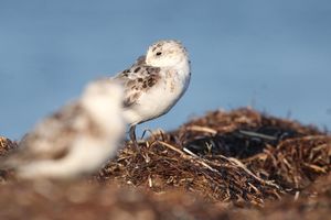 Image post by @hm_birds on Instagram