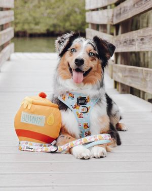Image post by @disneypets on Instagram