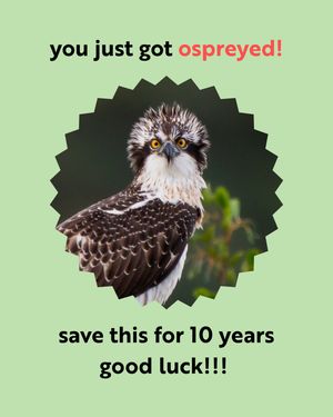 Image post by @rspb on Instagram