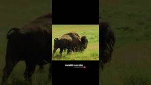 Video post by @joeypusateri_ on YouTube
