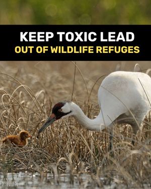 Image post by @centerforbiodiv on Instagram