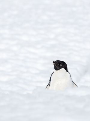 Image post by @white.desert.antarctica on Instagram