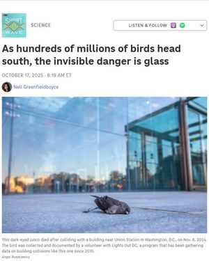 Image post by @featherfriendly on Instagram