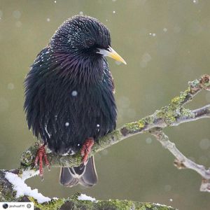 Image post by @rspb on Instagram