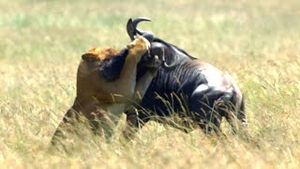 Video post by @bbcearth on YouTube