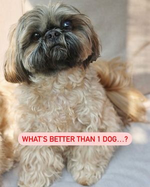 Image post by @petsmart on Instagram