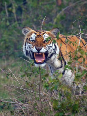Video post by @bbcearth on TikTok