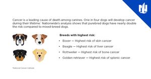 Image post by @company/nationwidepet on LinkedIn