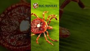 Video post by @bugbustersusa on YouTube
