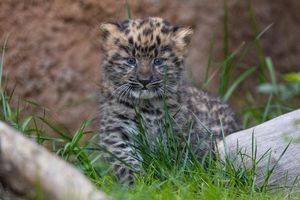 Image post by @sandiegozoo on Instagram