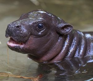Image post by @sandiegozoo on Instagram