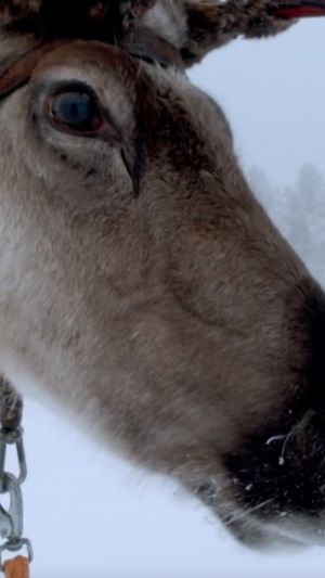 Video post by @bbcearth on Instagram