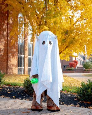 Image post by @marshallu on Instagram