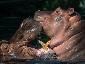 Image post by @sandiegozoo on Instagram