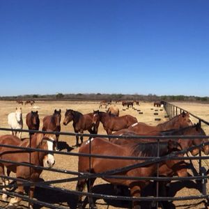 Image post by @prca_prorodeo on Instagram