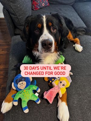 Image post by @petsmart on Instagram