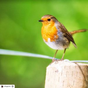 Image post by @rspb on Instagram