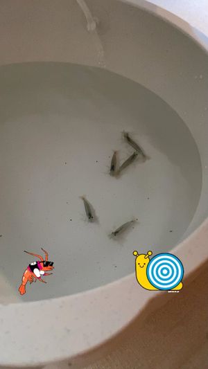 Video post by @aqualupi on Instagram