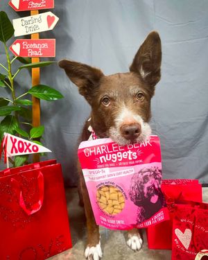 Image post by @charlee_bear_dogtreats on Instagram