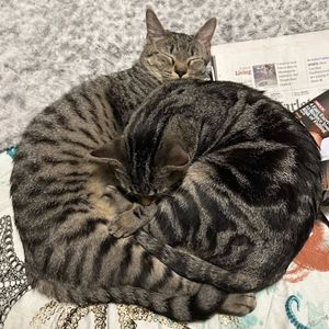 Image post by @northmeckanimalrescue on Instagram