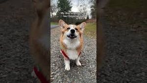 Video post by @hammyandolivia on YouTube