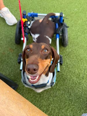 Image post by @walkinpets on Instagram