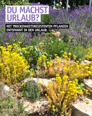 Image post by @oldenburgerwohngarten on Instagram